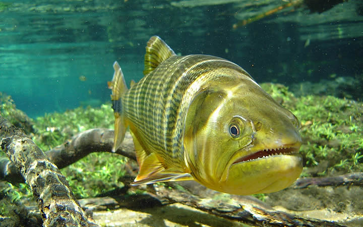 Peixe dourado emperra publicação de lista de animais em extinção